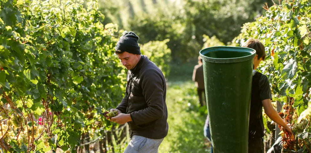 Weinlese in der Pfalz