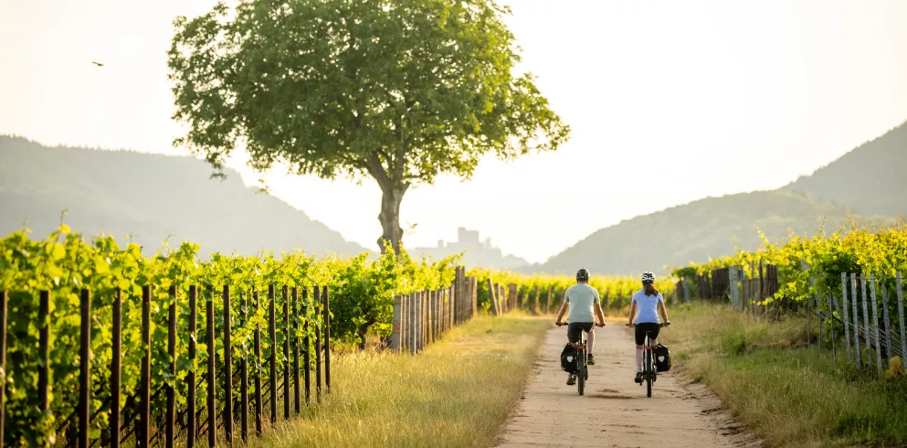 Radtouren in der Pfalz