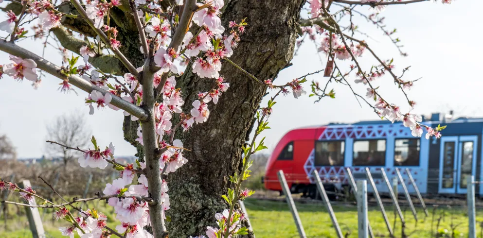 Mit der Bahn die Pfälzer Mandelblüte erkunden