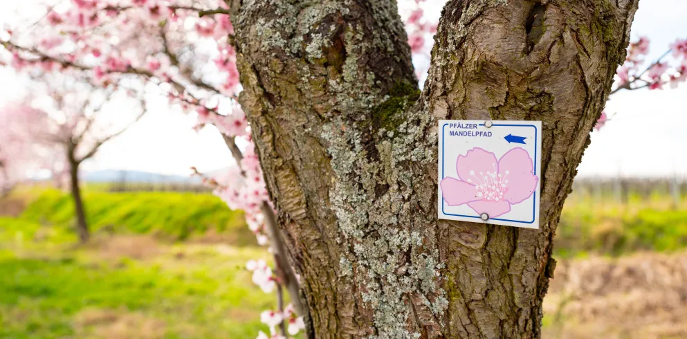 Blühender Pfälzer Mandelpfad in Siebeldingen.