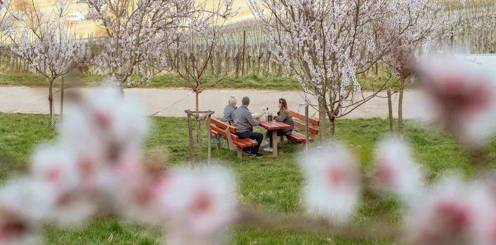 Ein gemütliches Picknick umgeben von Mandelbäumen in voller Blüte.