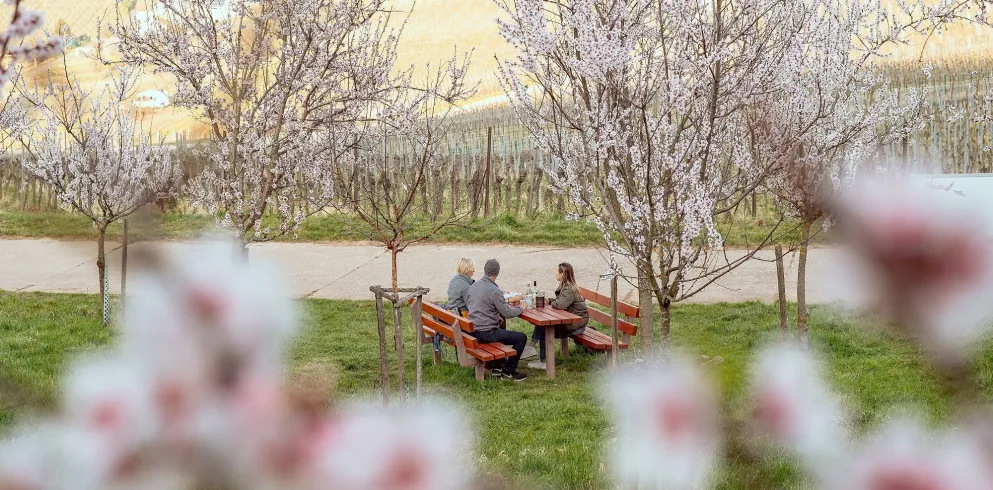 Ein gemütliches Picknick umgeben von Mandelbäumen in voller Blüte.