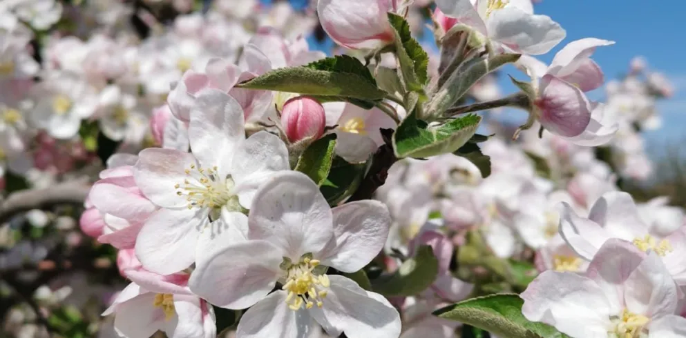 Nahaufnahme Apfelblüte