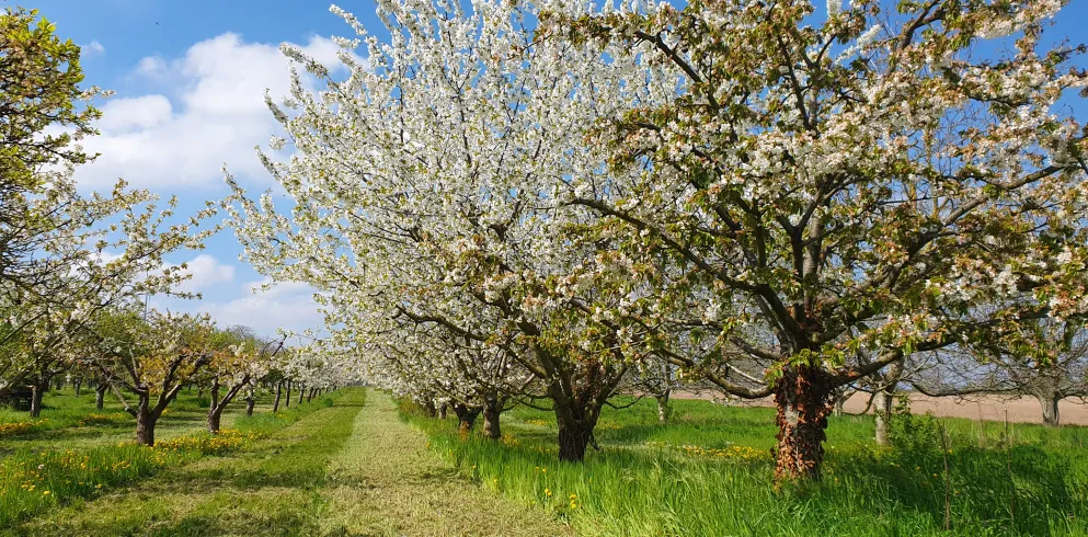 blühende Obstbäume 