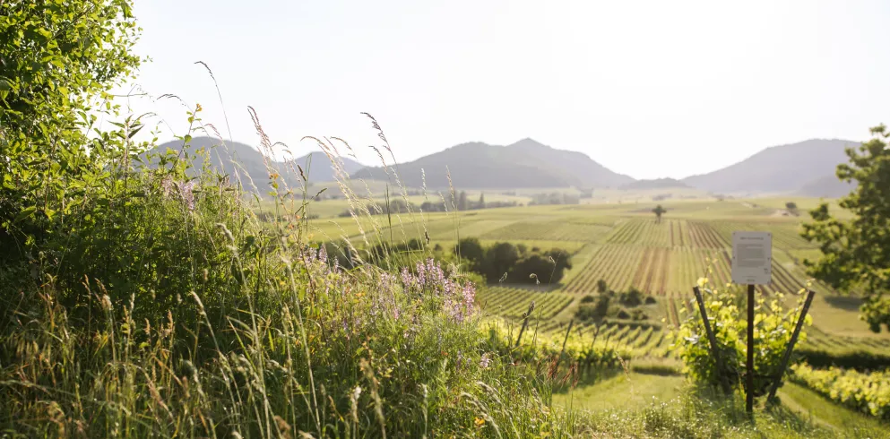 Südpfalz Blick Weinberge
