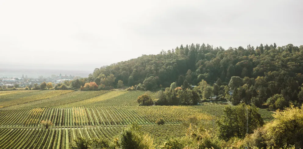 Weinberge Pfalz
