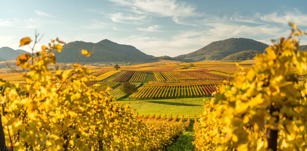 Weinberge im Herbst