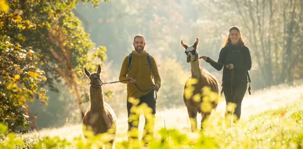 Zwei Personen mit Lamas im herbstlichen Pfälzer Wald.