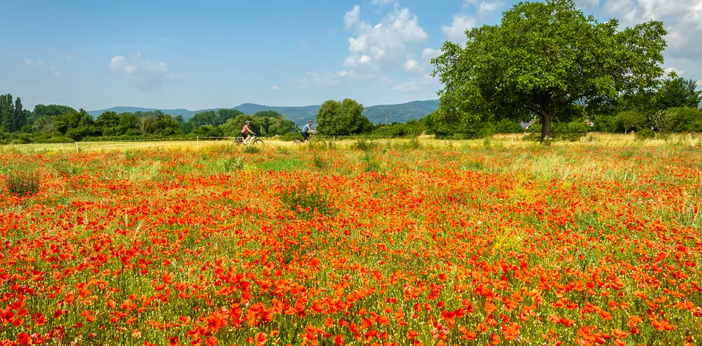 Radler entlang der blühenden Mohnblumenwiese bei Niederkirchen