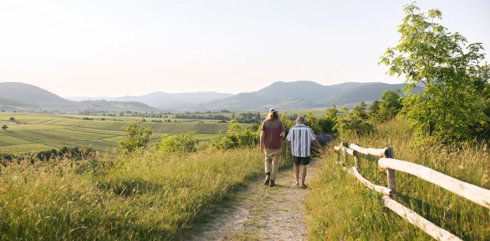 Südpfalz Blick Weinberge