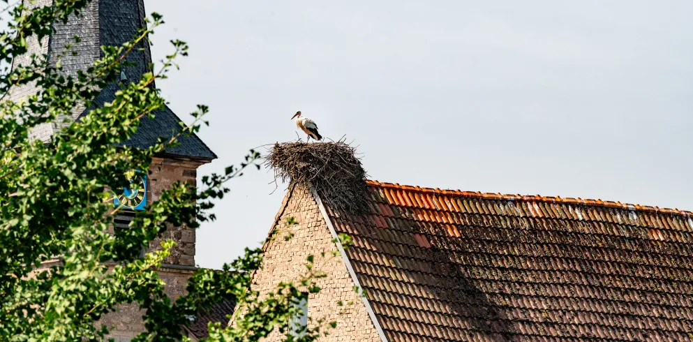 Ein Storch steht in seinem Storchennest auf einem Dach.
