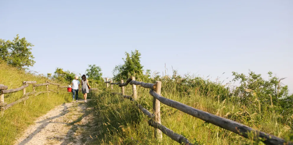 Weinwanderung in der Pfalz