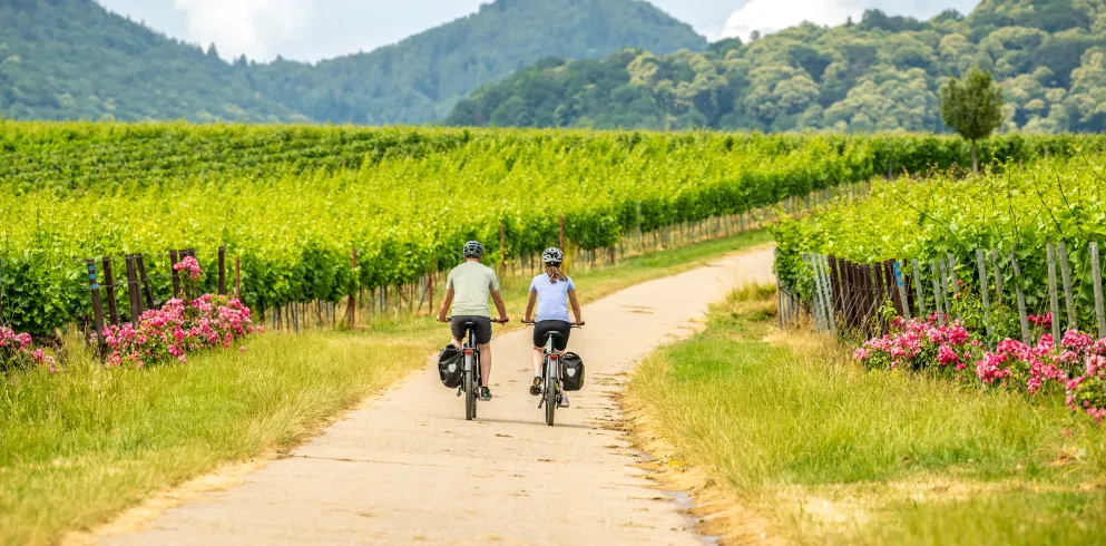 Zwei Personen fahren mit dem Rad auf der Weinlagen-Tour 