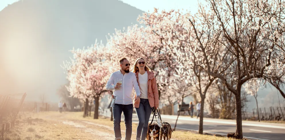  Zwei Personen gehen mit ihren Hunden auf eine Wanderung zur Mandelblüte in der Pfalz.