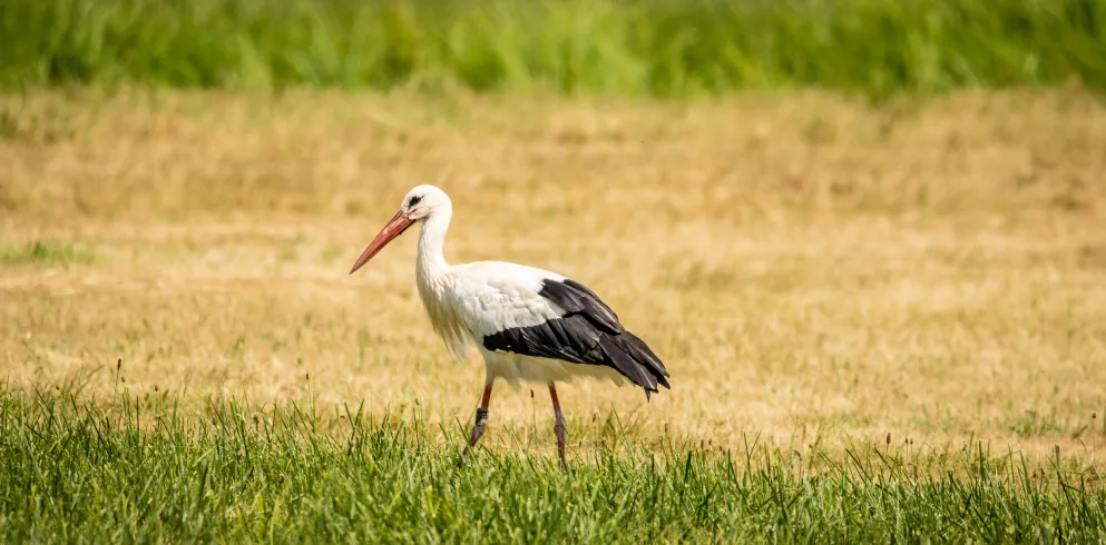  Storch in der Pfalz