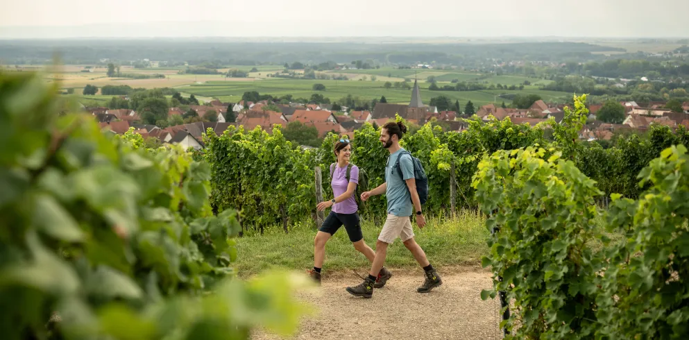 Zwei Personen wandern entlang der Weinreben auf dem Pfälzer Weinsteig.