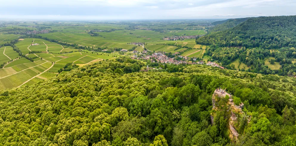 Kastanienblüte Landauland