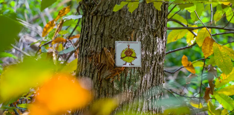 Die Markierung des Keschde Erlebnis Weges an einem Baum im Herbstlaub.