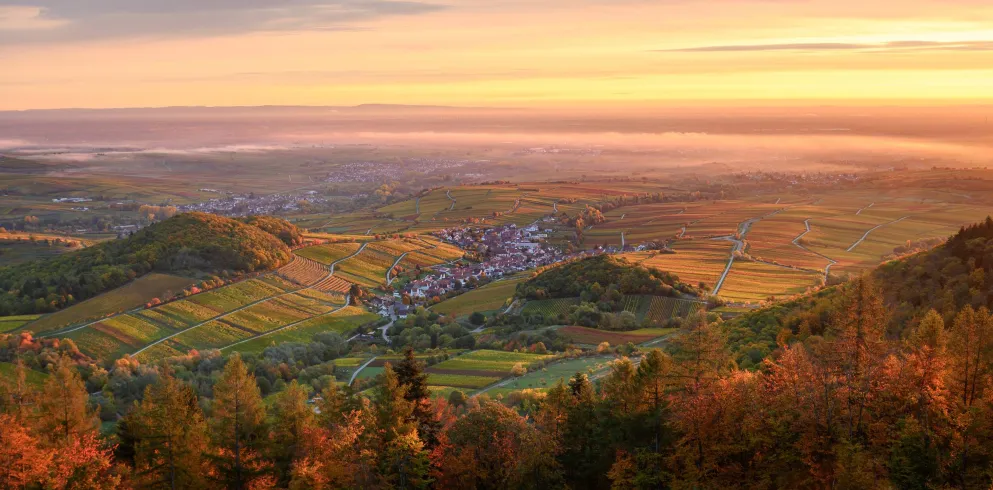 Ausblick auf die Weinberge und - dörfer an einem nebligen Herbsttag.