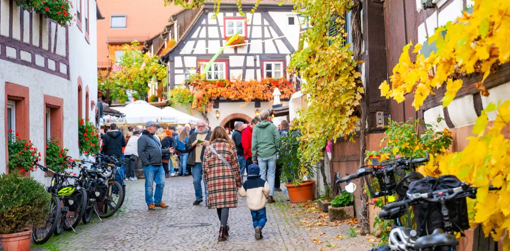 Besuchende des Weinfest in Gleiszellen schlendern durch die Straßen des gemütlichen Weindorfs mit seinen von bunten Weinblättern bewachsenen Fachwerkhäusern.