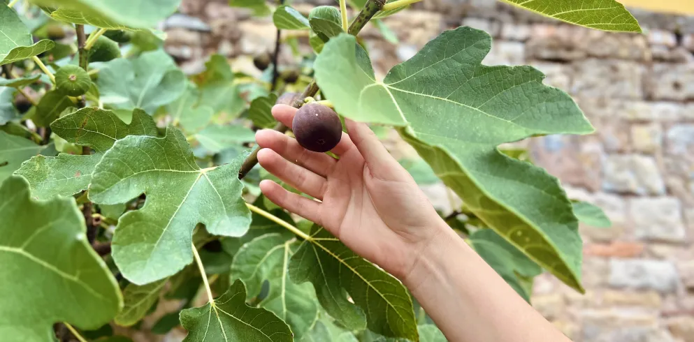 Eine Hand greift nach einer Feige, die in einem Feigenbaum hängt.