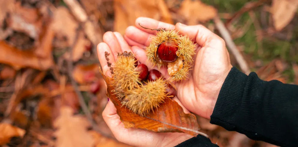 Hände die Esskastanien halten. Im Hintergrund liegt Herbstlaub auf dem Waldboden.