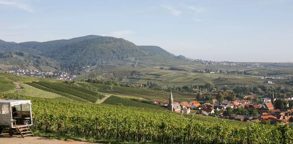 Weinland Pfalz