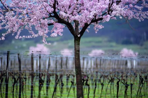 Mildes Klima: Im März blühen im Pfälzer Weinbaugebiet die Mandelbäume