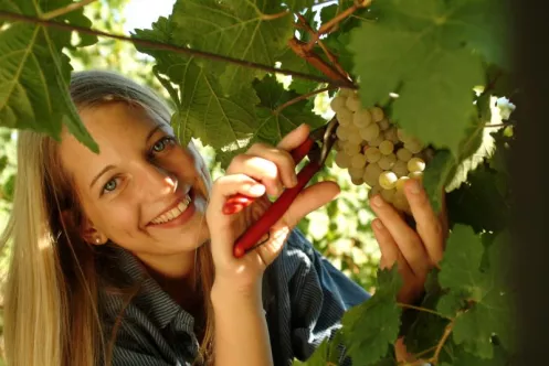 Erst nach der Ernte erhält der Pfälzer Weinjahrgang seinen Namen