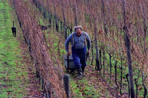 Arbeiten im Weinberg