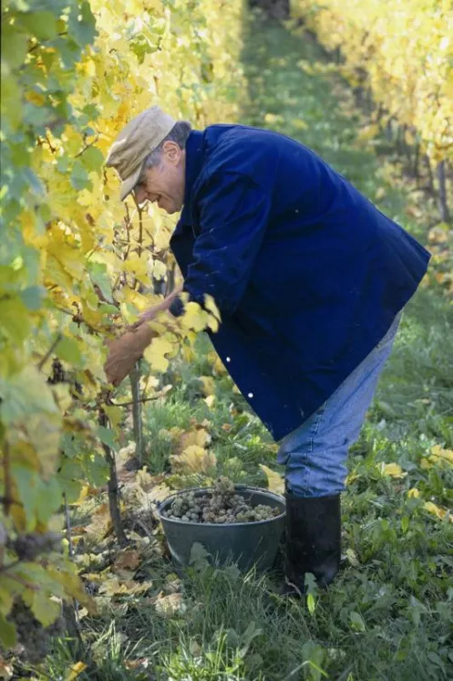 Klaus Issler bei der Weinlese