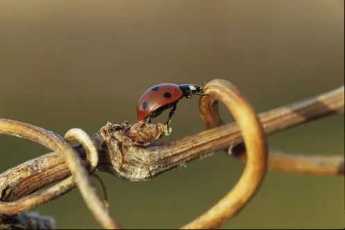 Marienkäfer auf Ranke