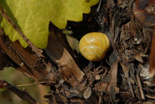 Natur erleben im Weinberg