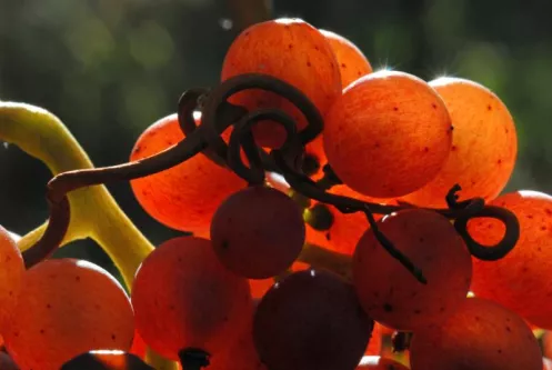 Gewürztraminer Trauben