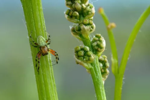 Spinne auf Traubenblatt