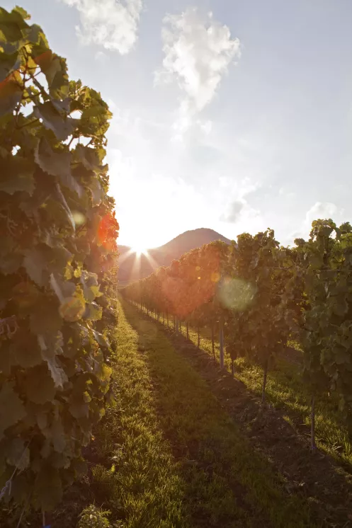 Sonnenspiel im Weinberg