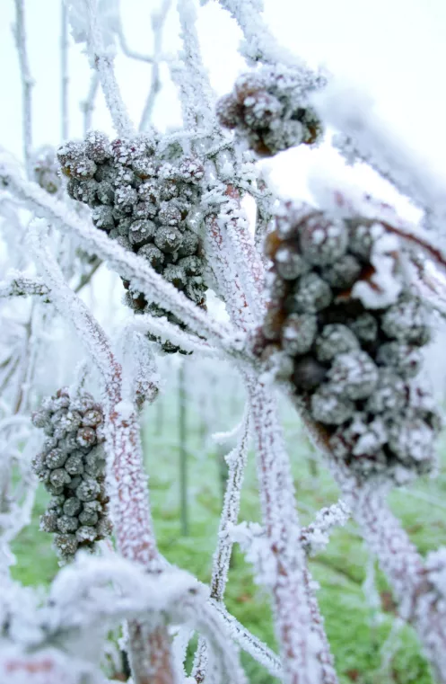 Gefrorene Trauben bilden die Grundlage für den Eiswein