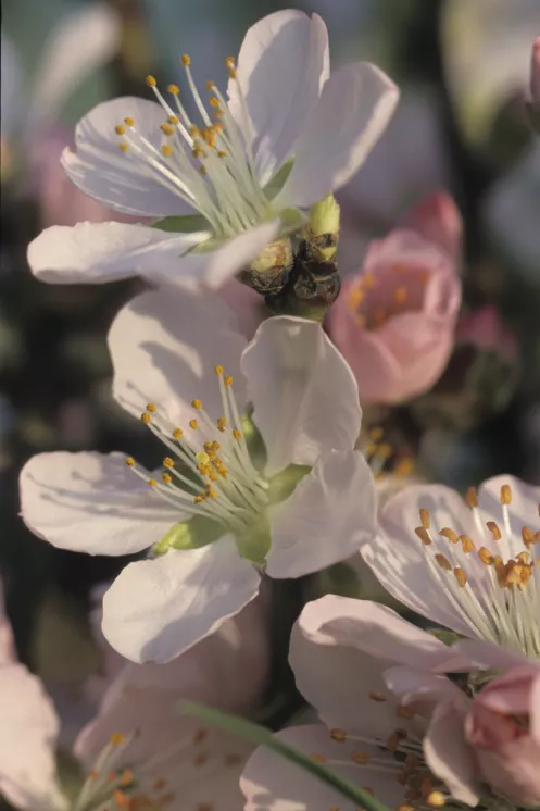 Mandelblüte