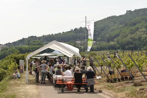 Schönstes Weinfest 2010: Weyherer Weinpanorama