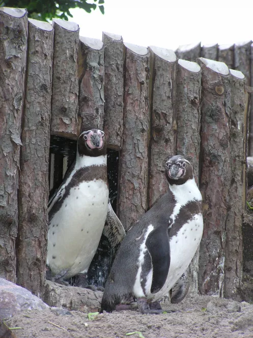 Zwei Pinguine im Landauer Zoo