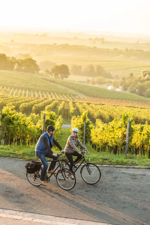 Radfahren entlang an Weinreben an der Südlichen Weinstraße