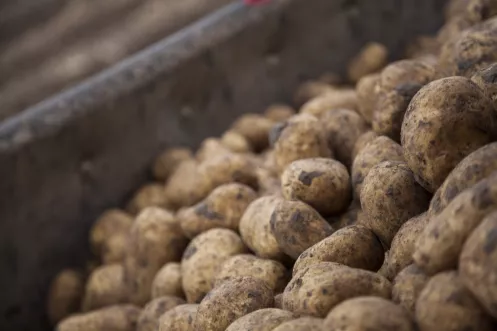 Kartoffeln: Pfälzer Grumbeere