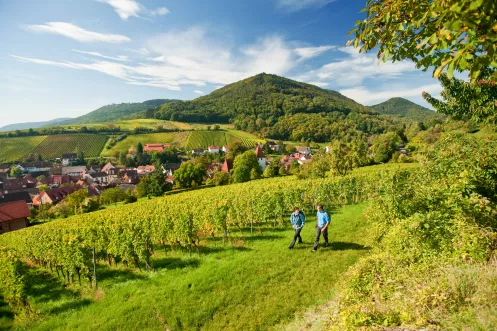 Zwei Wanderer wandern entlang von Weinreben bei Leinsweiler