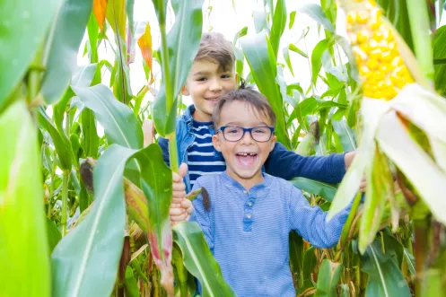 Zwei Jungen im Maislabyrinth