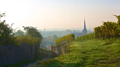 Blick über die Deidesheimer Weinberge