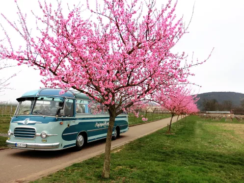 Der Oldtimer Bus unter blühenden Mandelbäumen