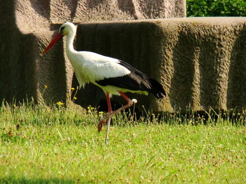 Storch im Skulpturenpark in Jockgrim