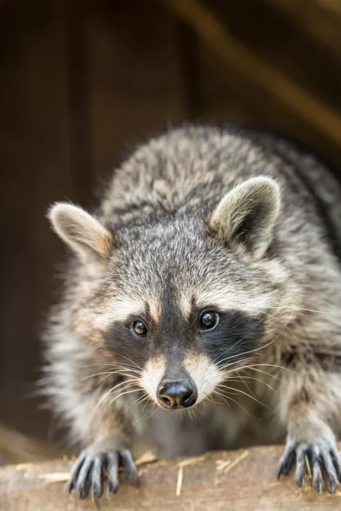 Waschbär Potzberg