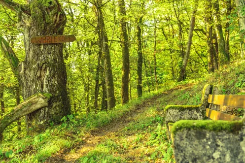 Steinerne Bank auf naturnahmen Pfad im Waldgebiet