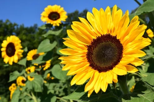 Hier sind Sonnenblumen zu sehen